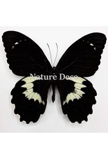 . Ongeprepareerde Papilio Gambrisius Colossus