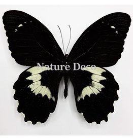 . Ongeprepareerde Papilio Gambrisius Colossus