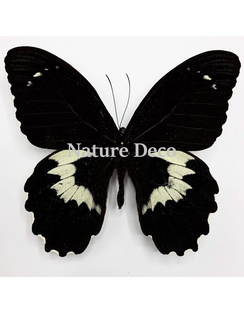 . Unmounted Papilio Gambrisius Colossus