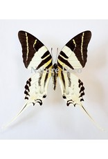 . Unmounted Graphium Androcles