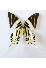 . Unmounted Graphium Androcles