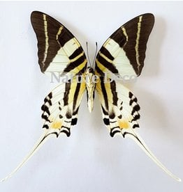 . Unmounted Graphium Androcles