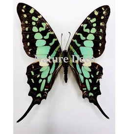 . Ongeprepareerde Graphium Antheus