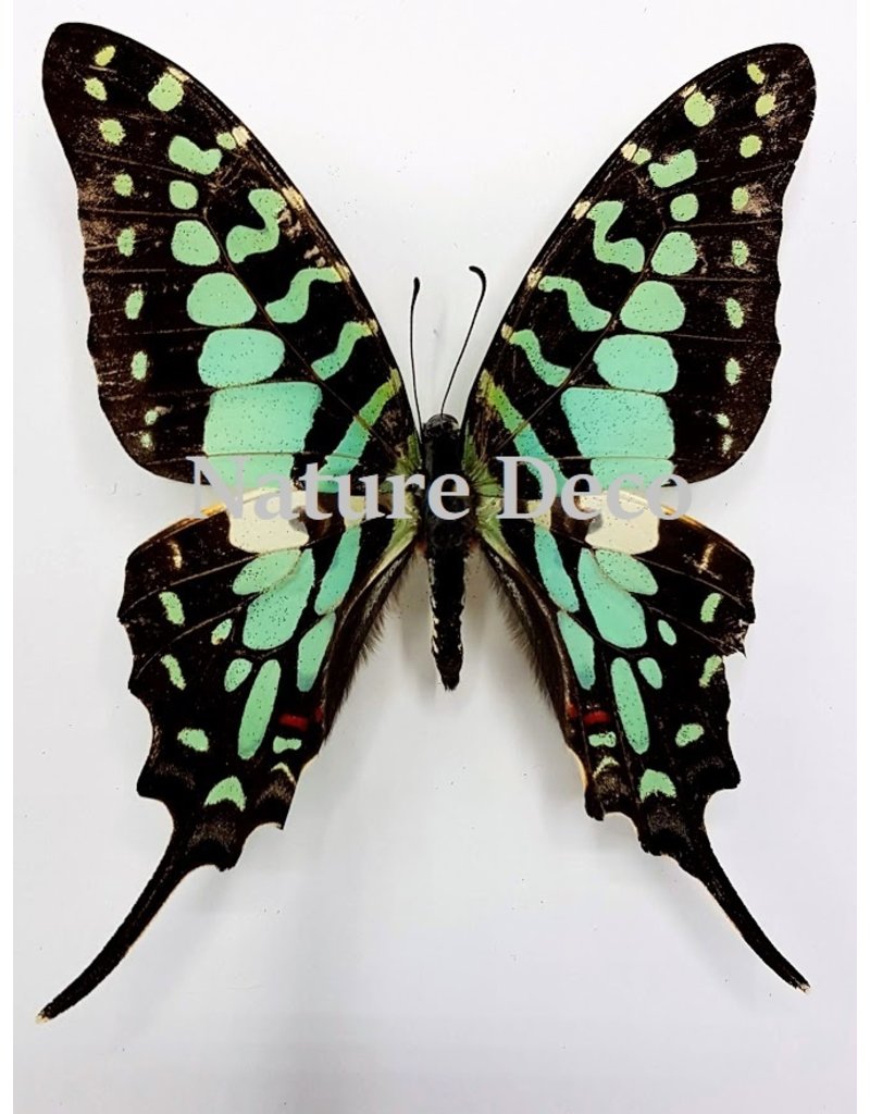 . Ongeprepareerde Graphium Antheus