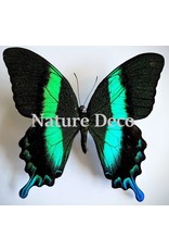 . Unmounted Papilio Blumei