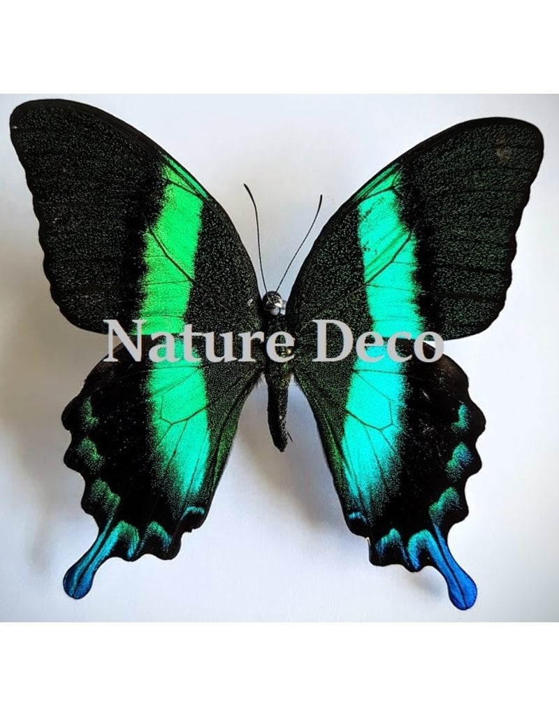 . Unmounted Papilio Blumei