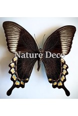 . Unmounted Papilio Blumei