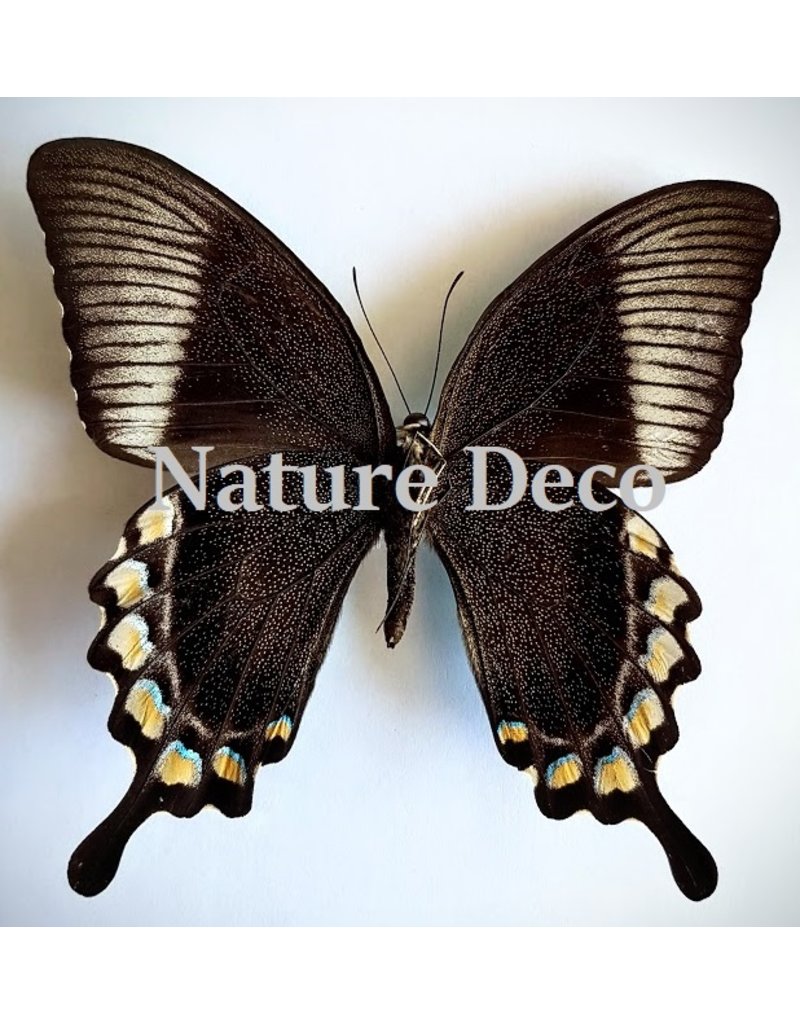 . Unmounted Papilio Blumei