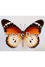 . Unmounted Danaus Chrysippus