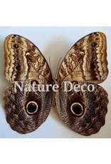 . Ongeprepareerde Caligo Telamonius (Uiloog vlinder)