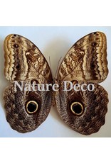 . Unmounted Caligo Telamonius (Owl eye butterfly)