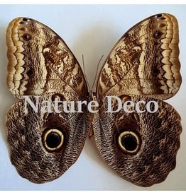 . Unmounted Caligo Telamonius (Owl eye butterfly)