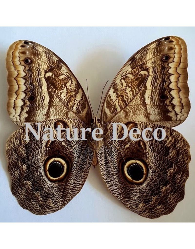 . Unmounted Caligo Telamonius (Owl eye butterfly)