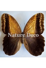 . Unmounted Caligo Telamonius (Owl eye butterfly)