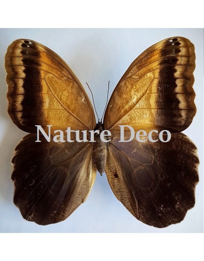 . Unmounted Caligo Telamonius (Owl eye butterfly)