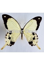 . Unmounted  Papilio Dardanus