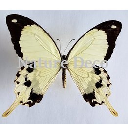 . Unmounted Papilio Dardanus