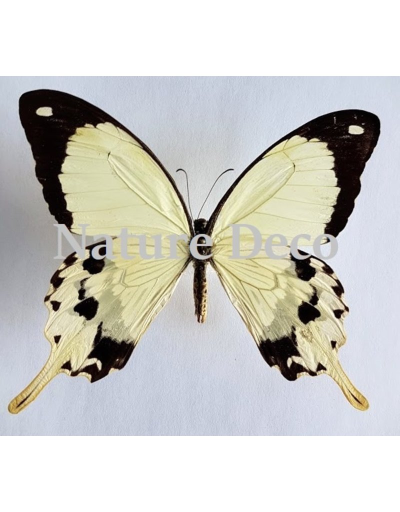 . Unmounted  Papilio Dardanus