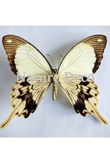 . Unmounted  Papilio Dardanus