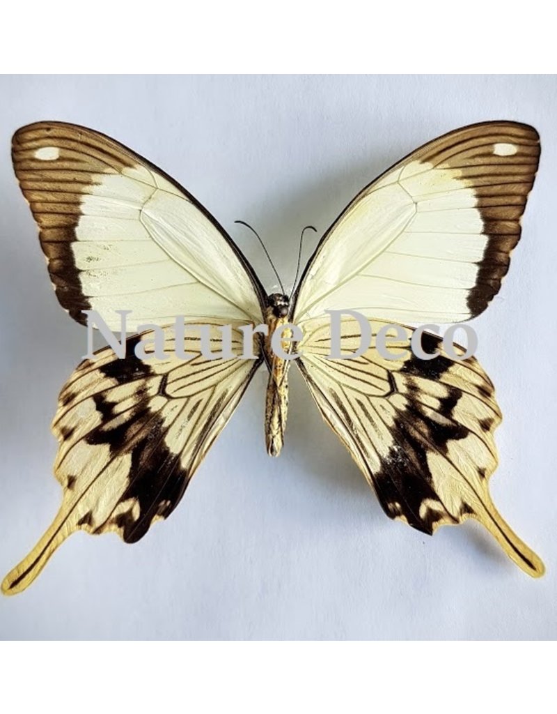 . Unmounted  Papilio Dardanus