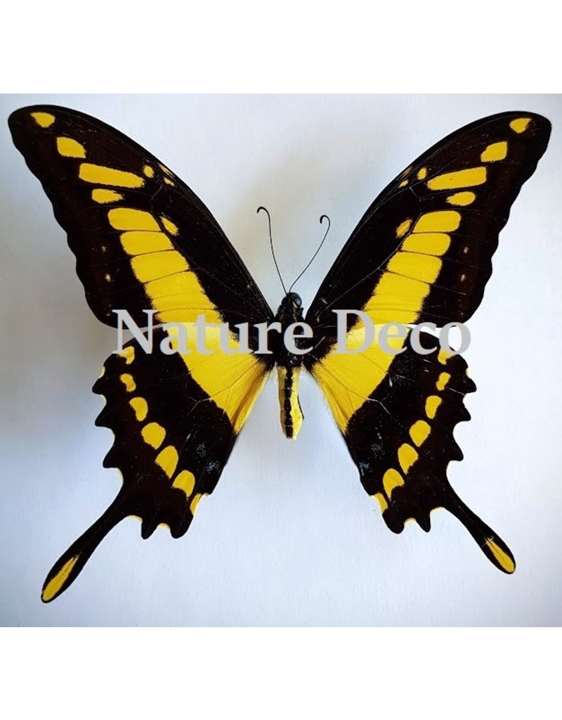 . Unmounted Papilio Thoas