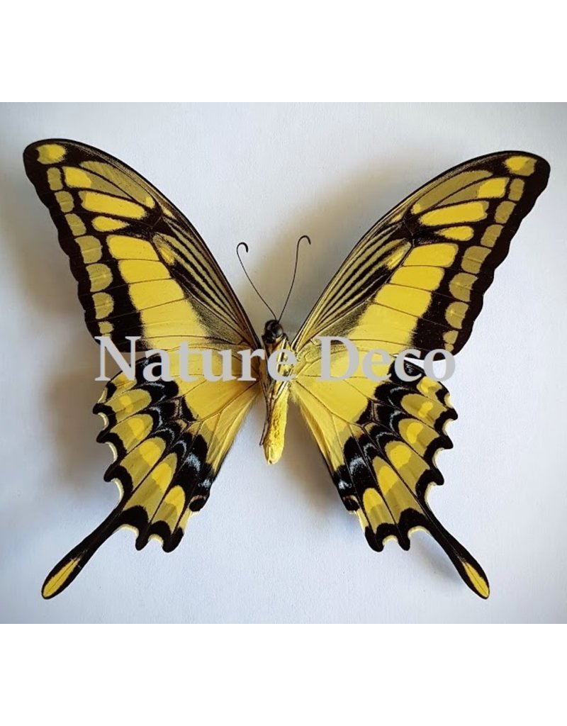 . Unmounted Papilio Thoas