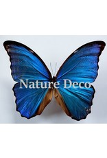 . Unmounted Morpho Didius