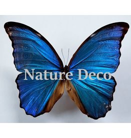 . Unmounted Morpho Didius