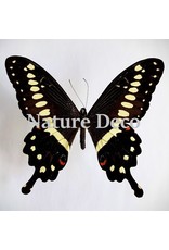 . Unmounted Papilio Lormieri