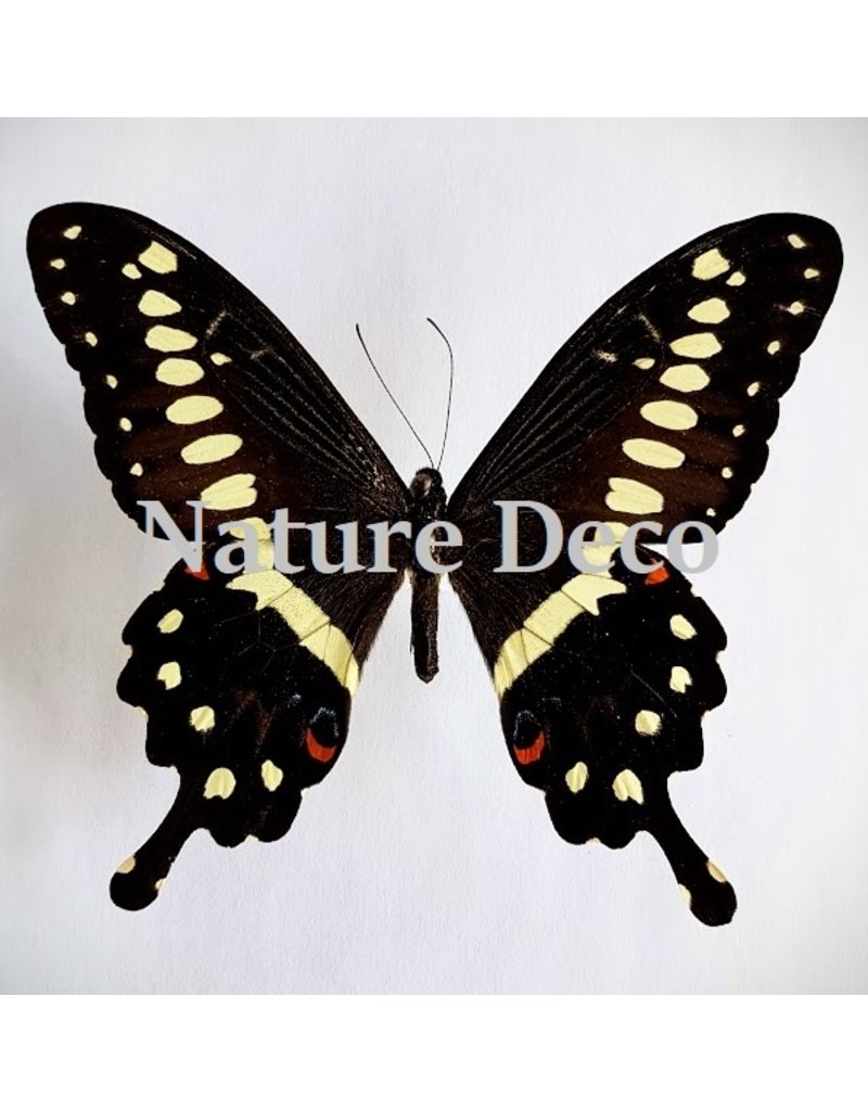 . Unmounted Papilio Lormieri