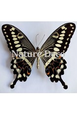 . Unmounted Papilio Lormieri