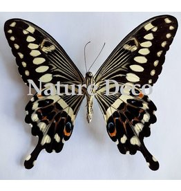 . Unmounted Papilio Lormieri