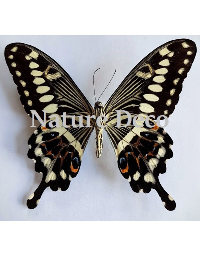 . Unmounted Papilio Lormieri