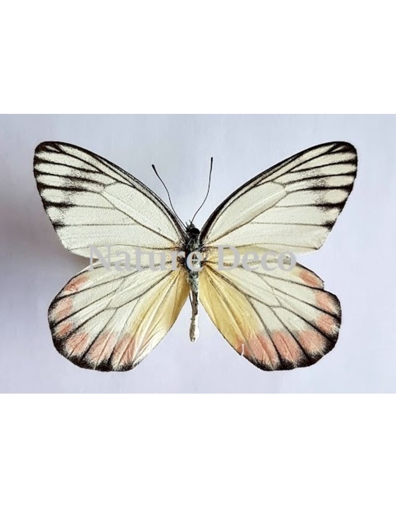 . Unmounted Delias Hyparete