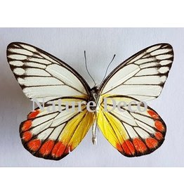 . Unmounted Delias Hyparete