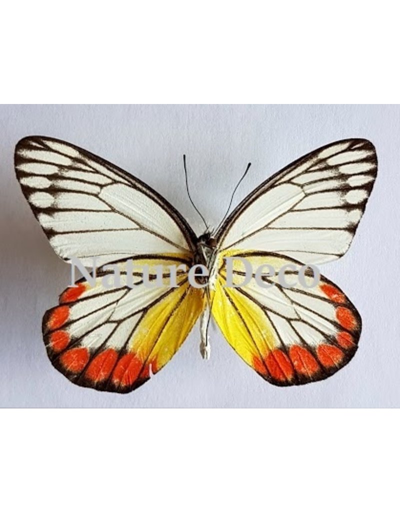 . Unmounted Delias Hyparete