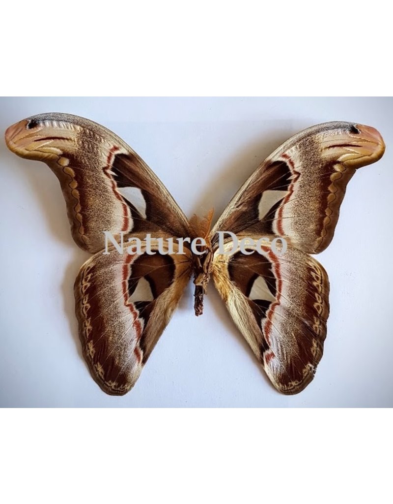 . Unmounted Attacus Atlas