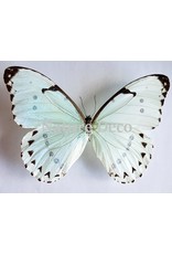 . Unmounted Morpho Catenarius