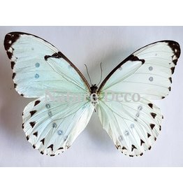 . Ongeprepareerde Morpho Catenarius