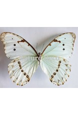 . Unmounted Morpho Catenarius