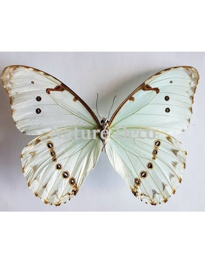 . Unmounted Morpho Catenarius