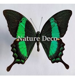 . Ongeprepareerde Papilio Daedalus