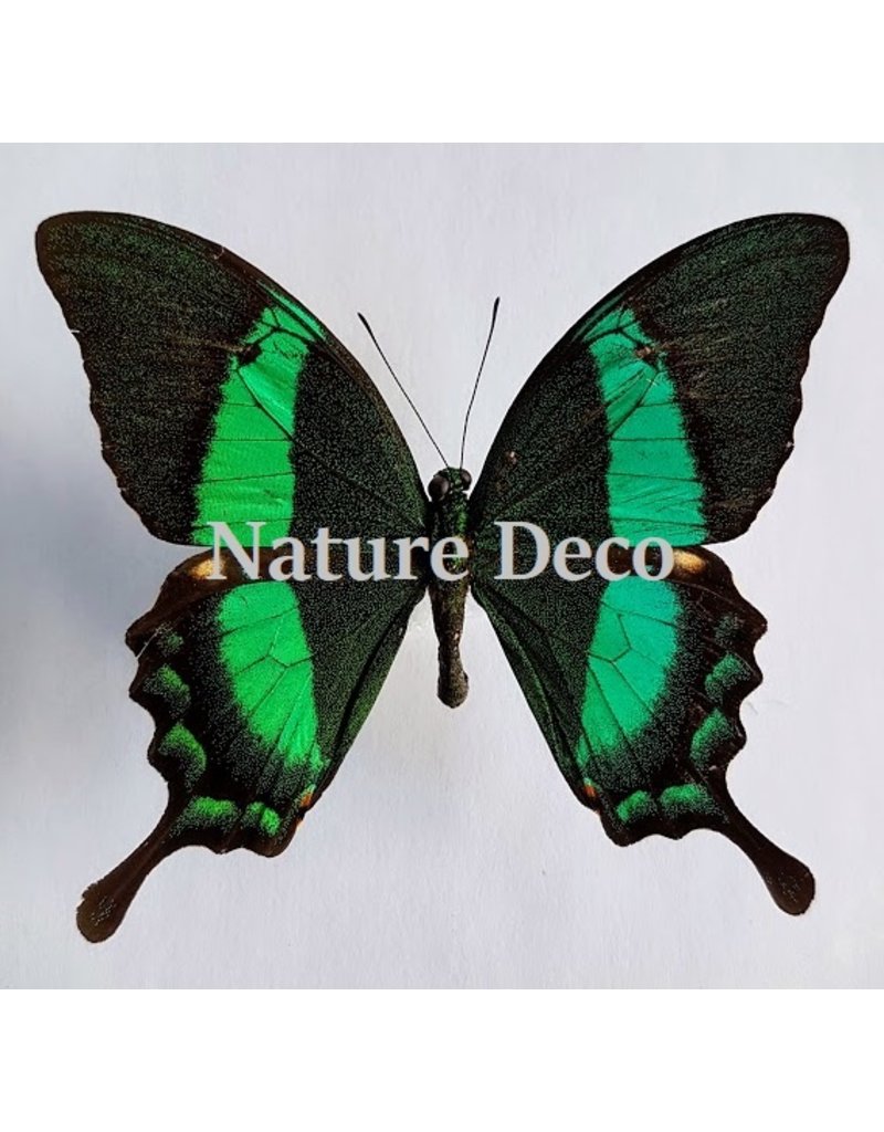 . Unmounted Papilio Daedalus