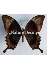 . Unmounted Papilio Daedalus