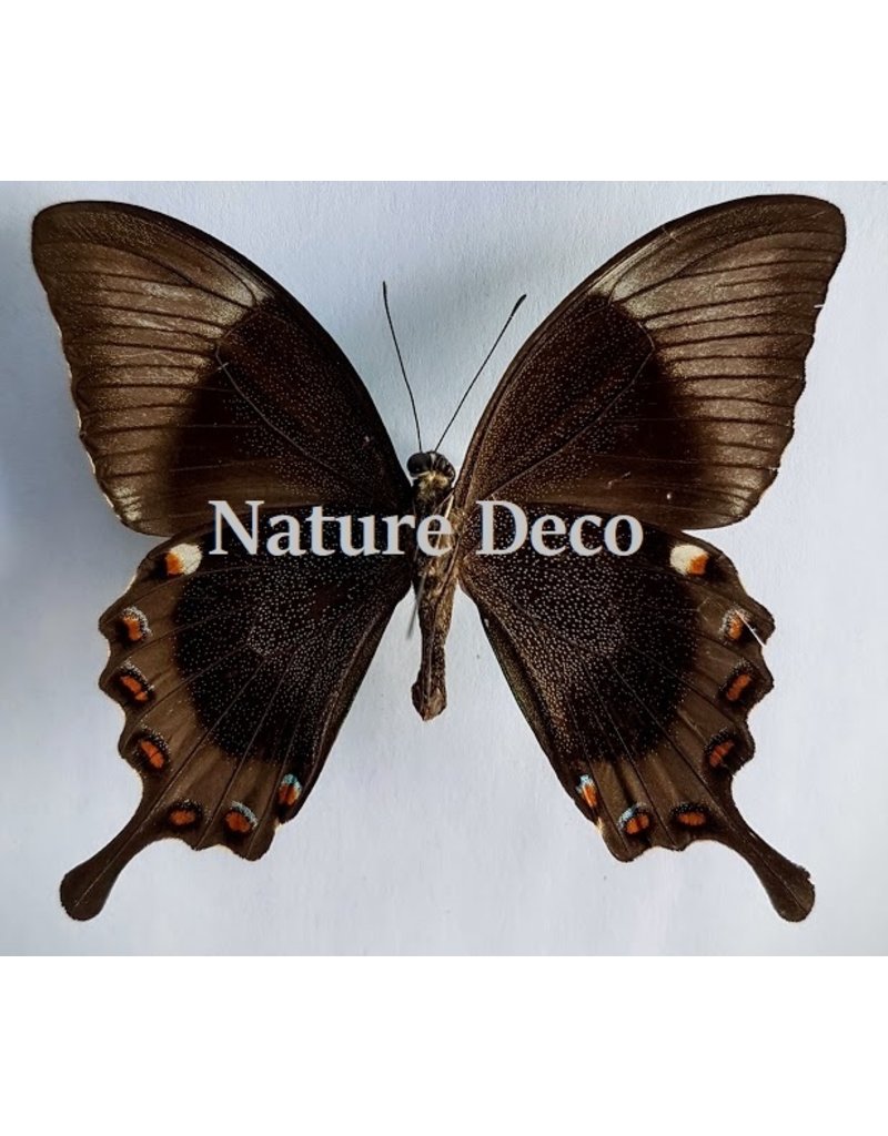 . Unmounted Papilio Daedalus