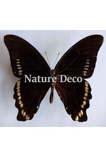 . Unmounted Papilio Bromius