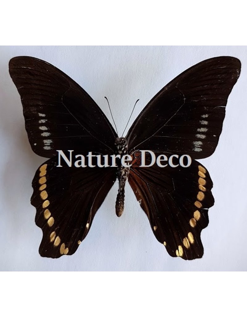 . Unmounted Papilio Bromius