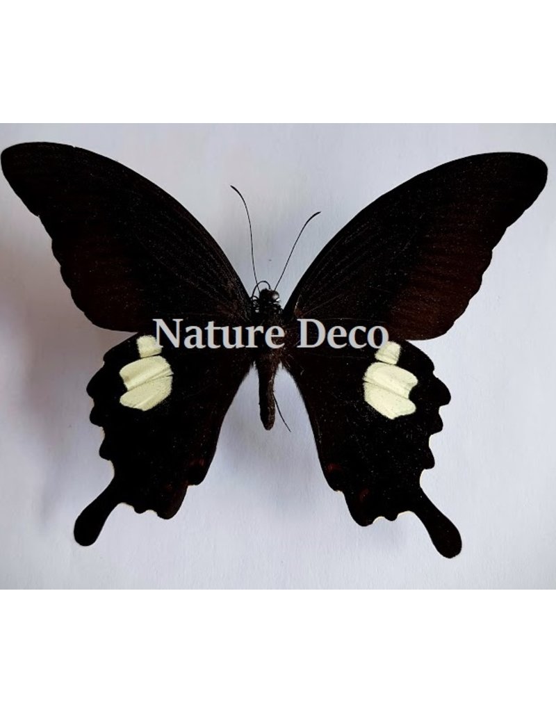 . Unmounted Papilio Helenus