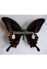 . Unmounted Papilio Helenus