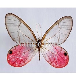 . Unmounted Cithaeria Aurorina male